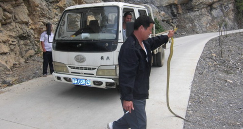 蛇橫臥路中 行人放其歸山
