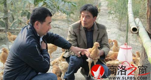茹遠美（右）向副鎮長陳民生介紹養雞情況。