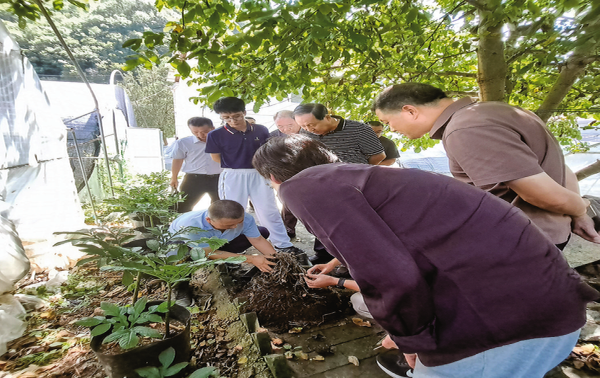 小魔芋釋放大“魔力”