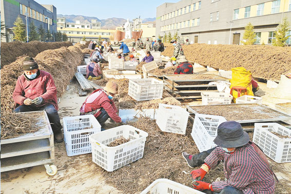 做強中藥產業 助推鄉村振興