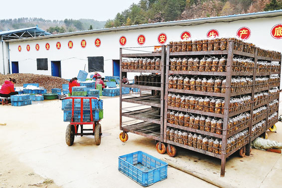 發展蜜環菌 拓展致富路