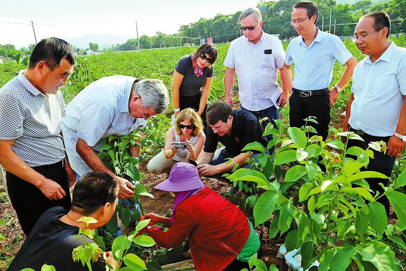 加快嫁接改良紅仁核桃 打造百億元級產業集群