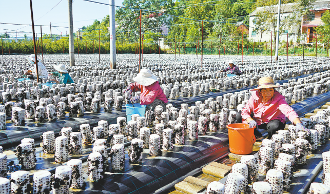 尖角村 小木耳 促農增收