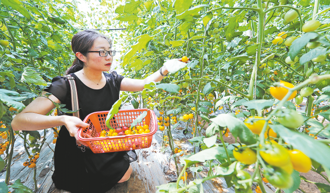瓜果飄香產業旺