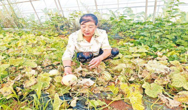 北司瓜果映金秋