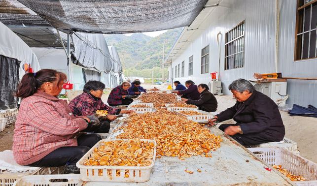中村鎮(zhèn) 滑子菇產銷兩旺