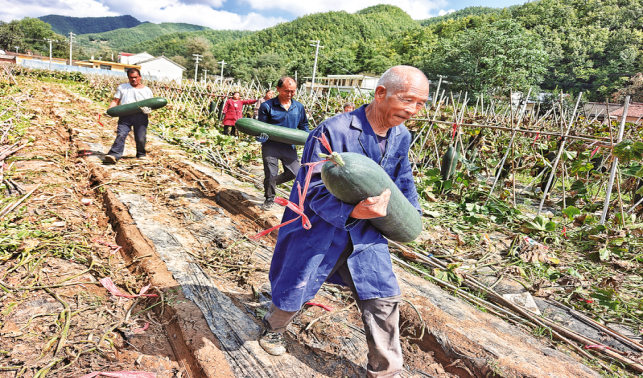 畝產突破1萬公斤 牧護關冬瓜豐收了