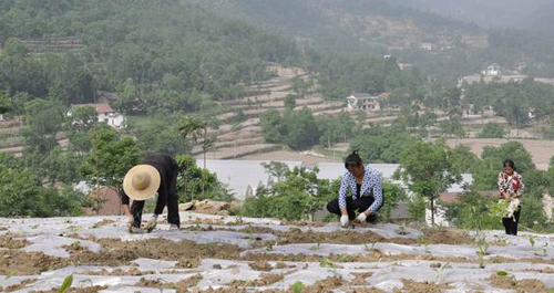 鎮安縣米糧鎮搶墑栽植烤煙2660畝