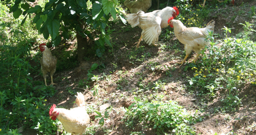 鎮安發展土雞養殖拓寬致富路