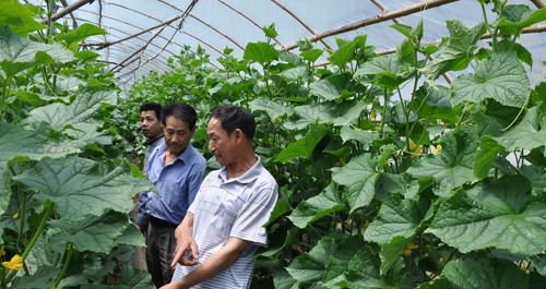 鳳凰鎮桃園村引進推廣“ST生物防蟲劑”