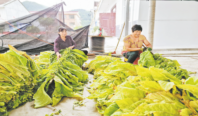 米糧鎮烤煙烘烤正當時