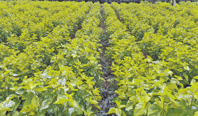 達仁鎮 紅色黨建引領綠色發展