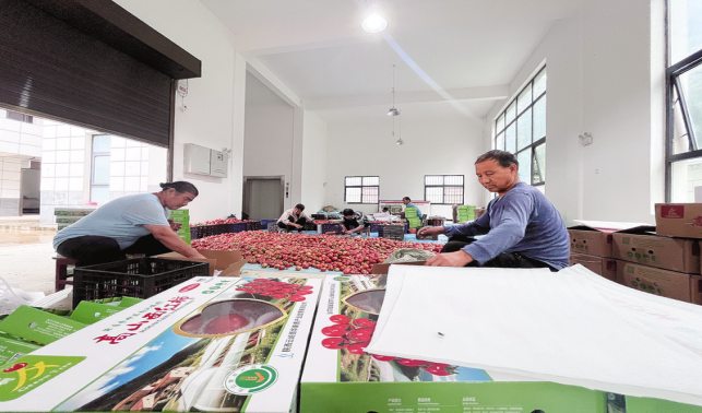 青樹村 黨建引領產業興