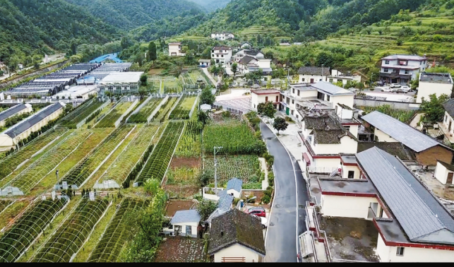 新合村 多元發(fā)展共繪振興新畫(huà)卷